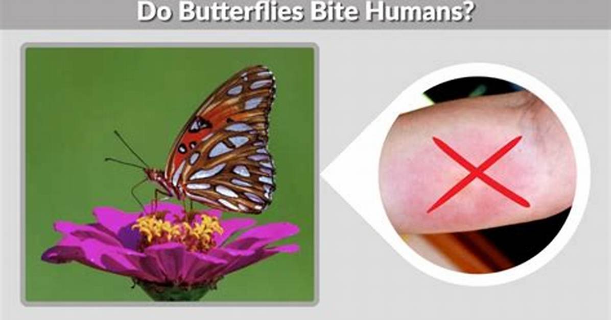 How Do Butterflies Interact with Humans?
