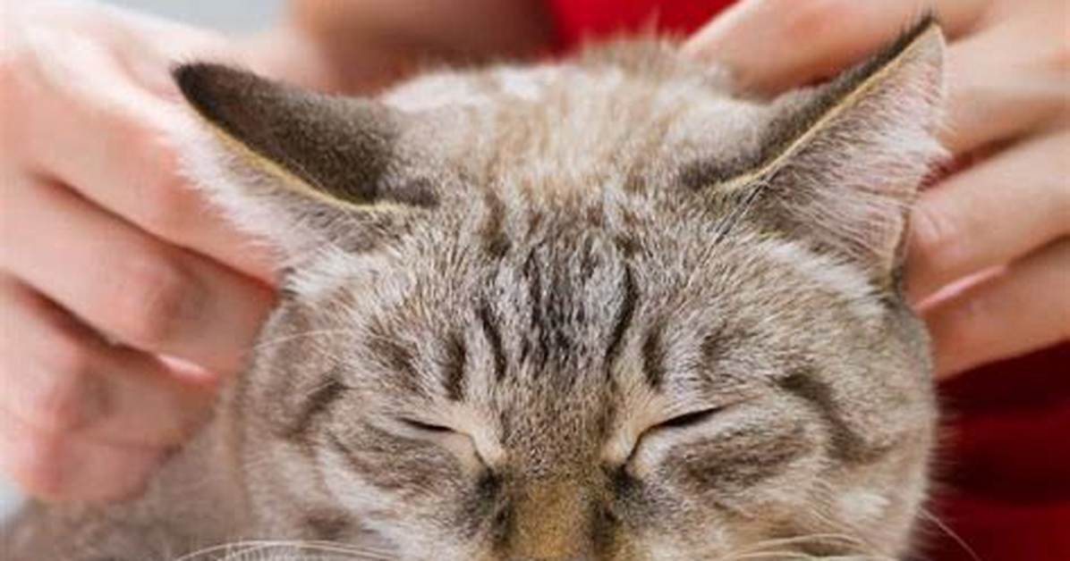 How Do Cats Pick Their Favorite Person?