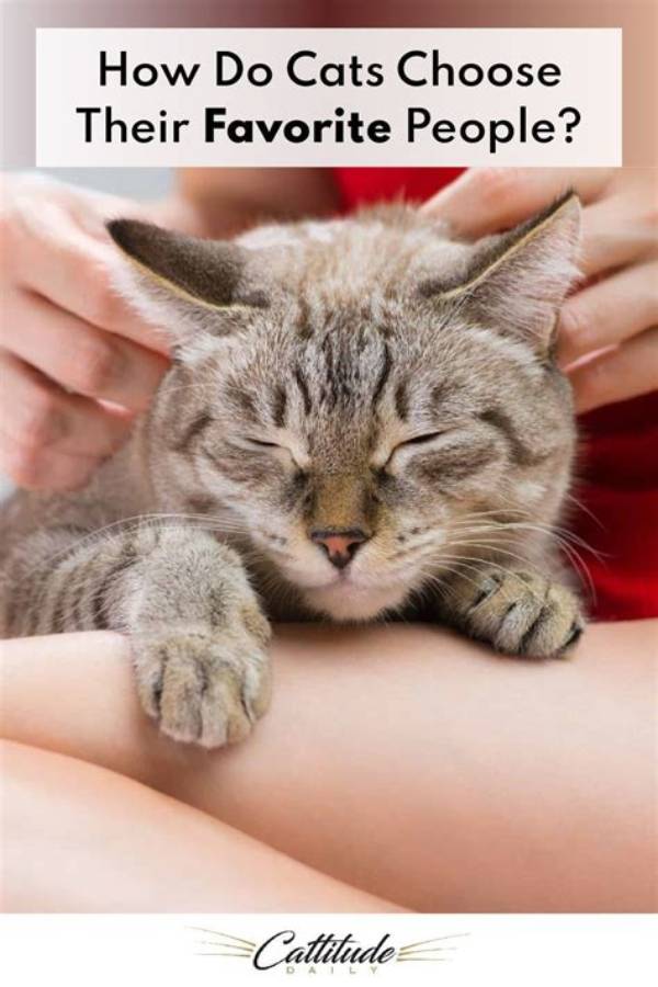How Do Cats Pick Their Favorite Person?