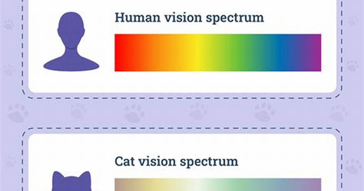 How Do Cats See Me?