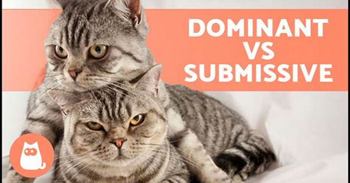 How Do Cats Show Dominance to Other Cats?