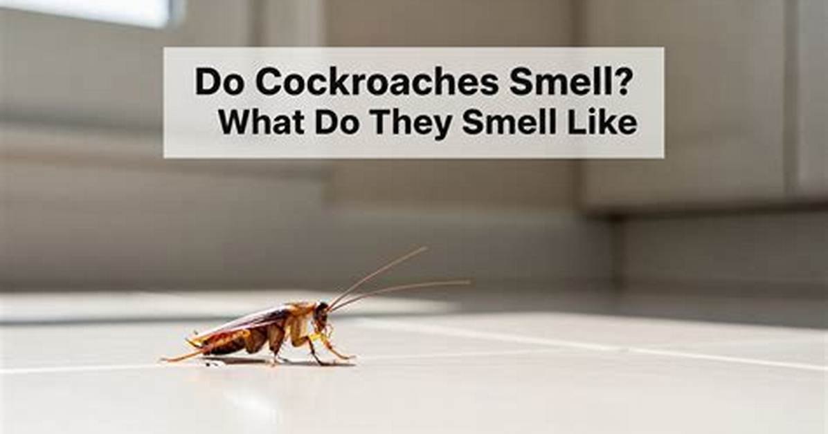 How Do Cockroaches Smell Like?