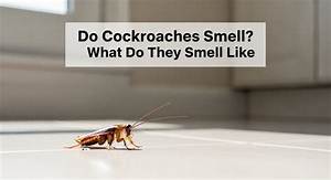 How Do Cockroaches Smell Like?