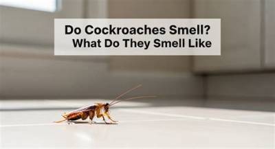 How Do Cockroaches Smell Like?