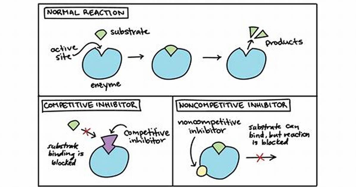 How Do Competitive Inhibitors Stop a Chemical Reaction?