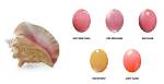 How Do Conch Shells Form