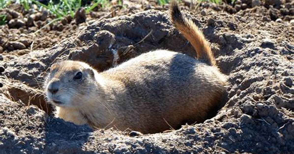 How Do Digging Animals Contribute to the Weathering of Rocks