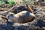 How Do Digging Animals Contribute to the Weathering of Rocks
