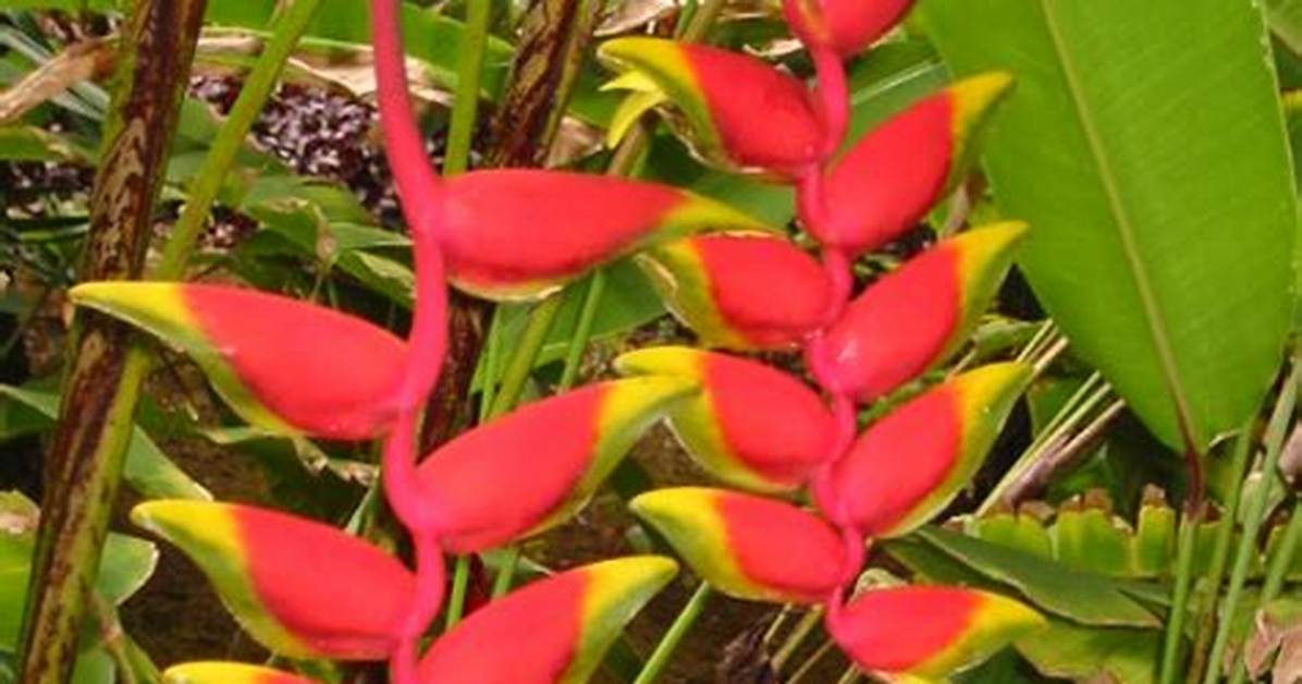 How Do Heliconia Adapt to the Rainforest