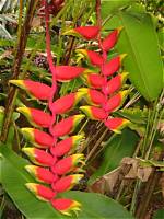 How Do Heliconia Adapt to the Rainforest