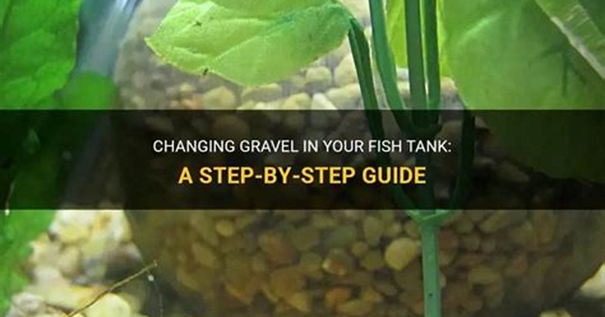 How Do I Change the Gravel in My Fish Tank?
