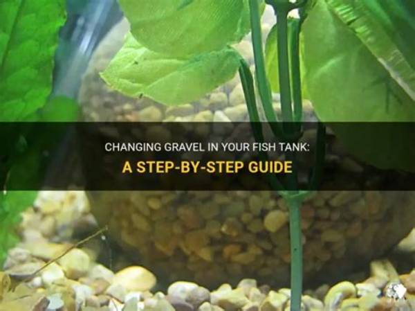 How Do I Change the Gravel in My Fish Tank?