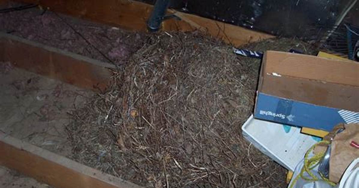How Do I Find a Mouse Nest in My House?