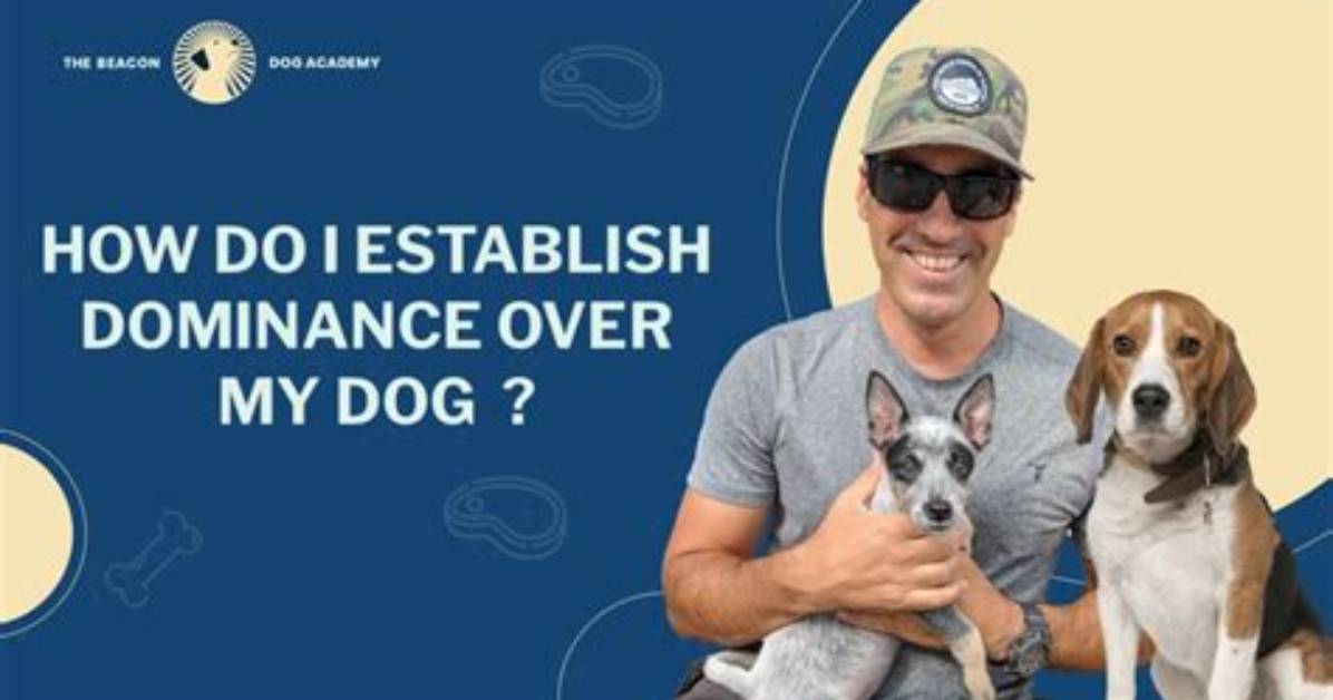 How Do I Gain Dominance over My Dog?