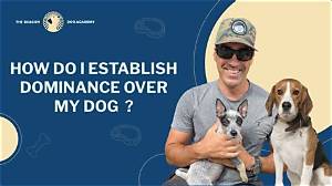 How Do I Gain Dominance over My Dog?