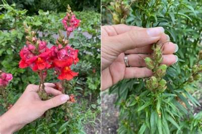 How Do I Get More Blooms on My Hydrangea?