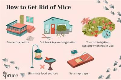 How Do I Get Rid of My Timeshare Owner?