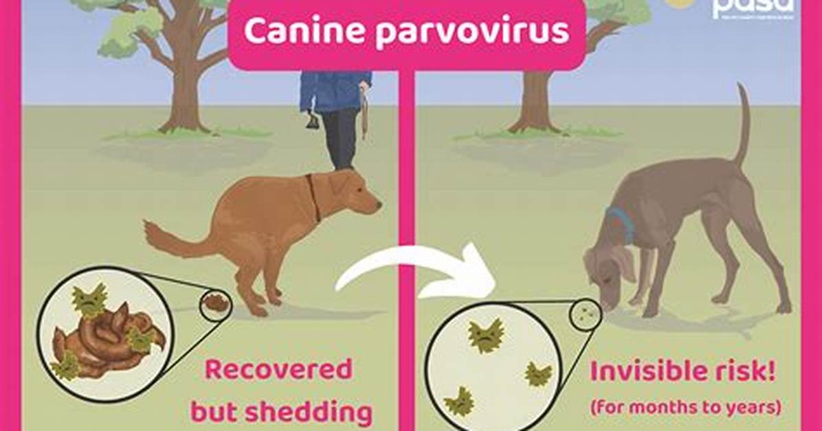How Do I Get Rid of Parvo in My Home?