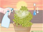 How Do I Give My Plants Iron?