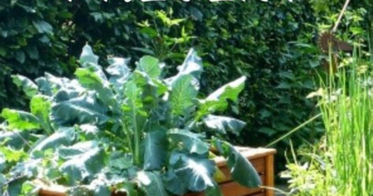 How Do I Keep Animals from Eating My Plants?