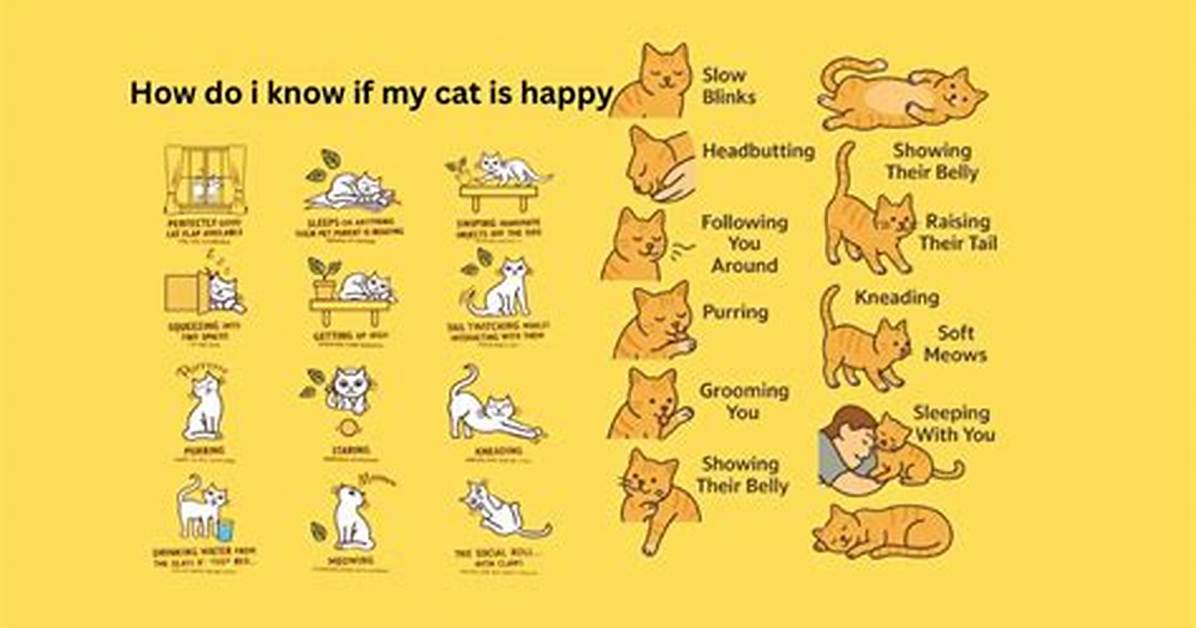 How Do I Know If My Cat Love Me?
