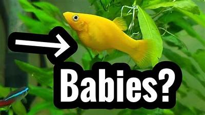 How Do I Know If My Fish Laid Eggs?