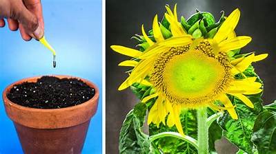 How Do I Make My Sunflower Bushy?