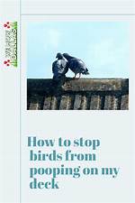 How Do I Stop Birds from Pooping on My Pergola?