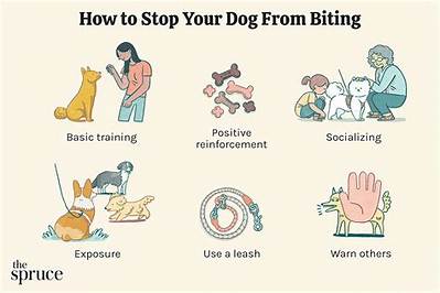 How Do I Stop My Dog from Jumping and Biting When Excited?