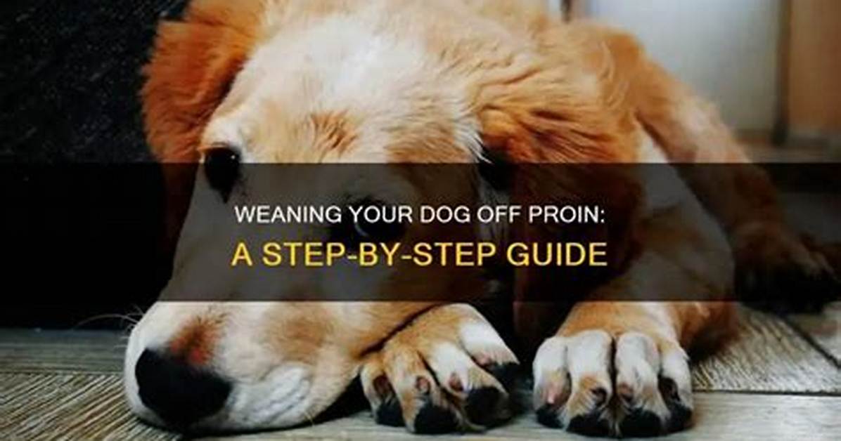 How Do I Wean My Dog off Trazodone?