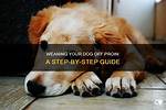 How Do I Wean My Dog off Trazodone?