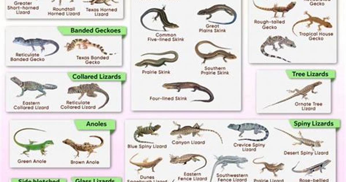 How Do Lizards Breed - Lisbd-Net. Com