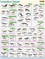 How Do Lizards Breed - Lisbd-Net. Com