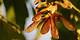 How Do Maple Seeds Disperse?