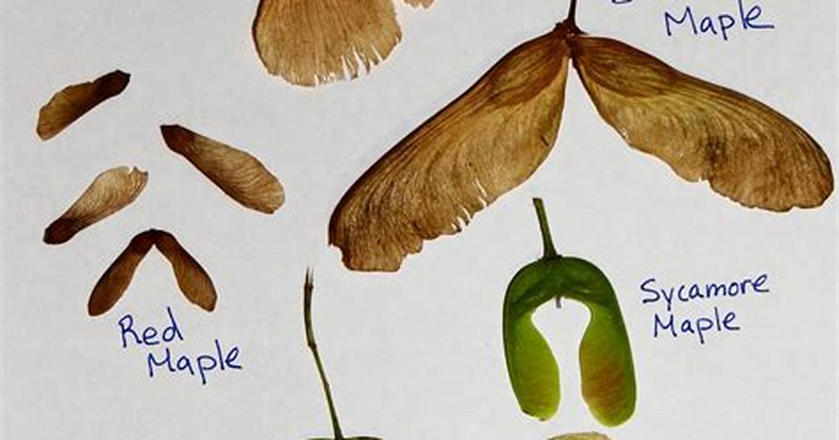 How Do Maple Seeds
