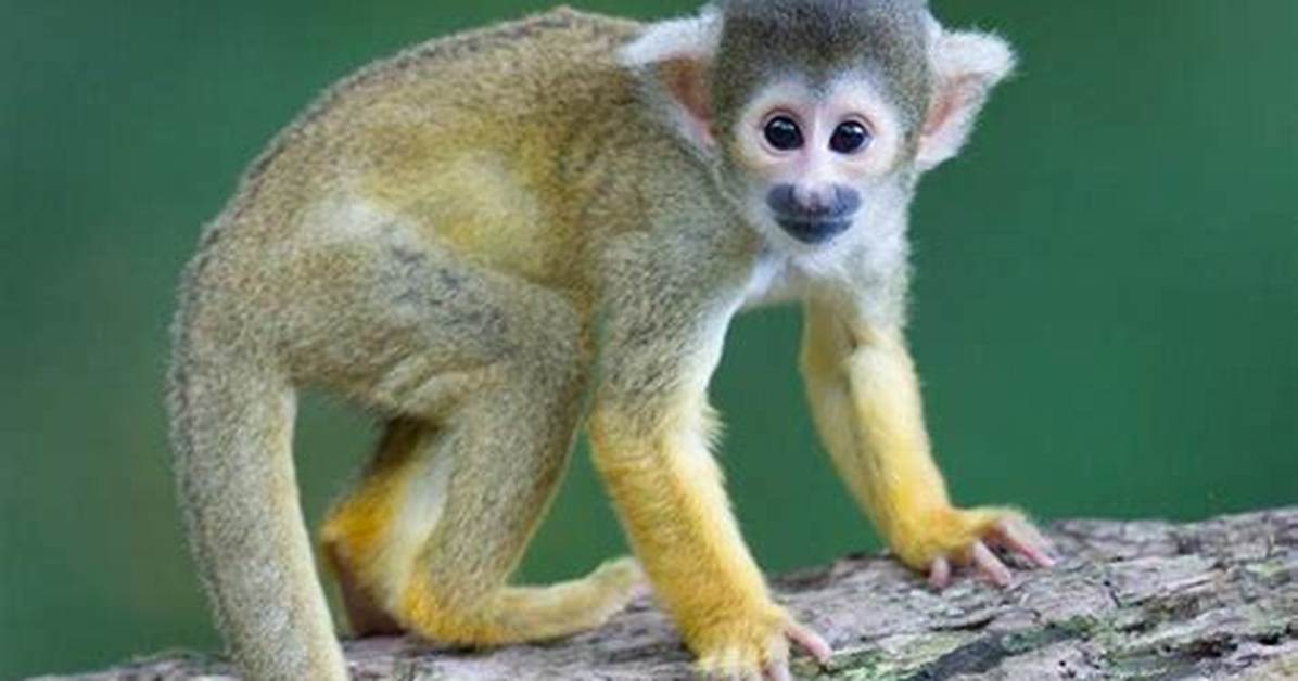 How Do Monkeys Adapt to the Rainforest