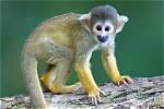How Do Monkeys Adapt to the Rainforest