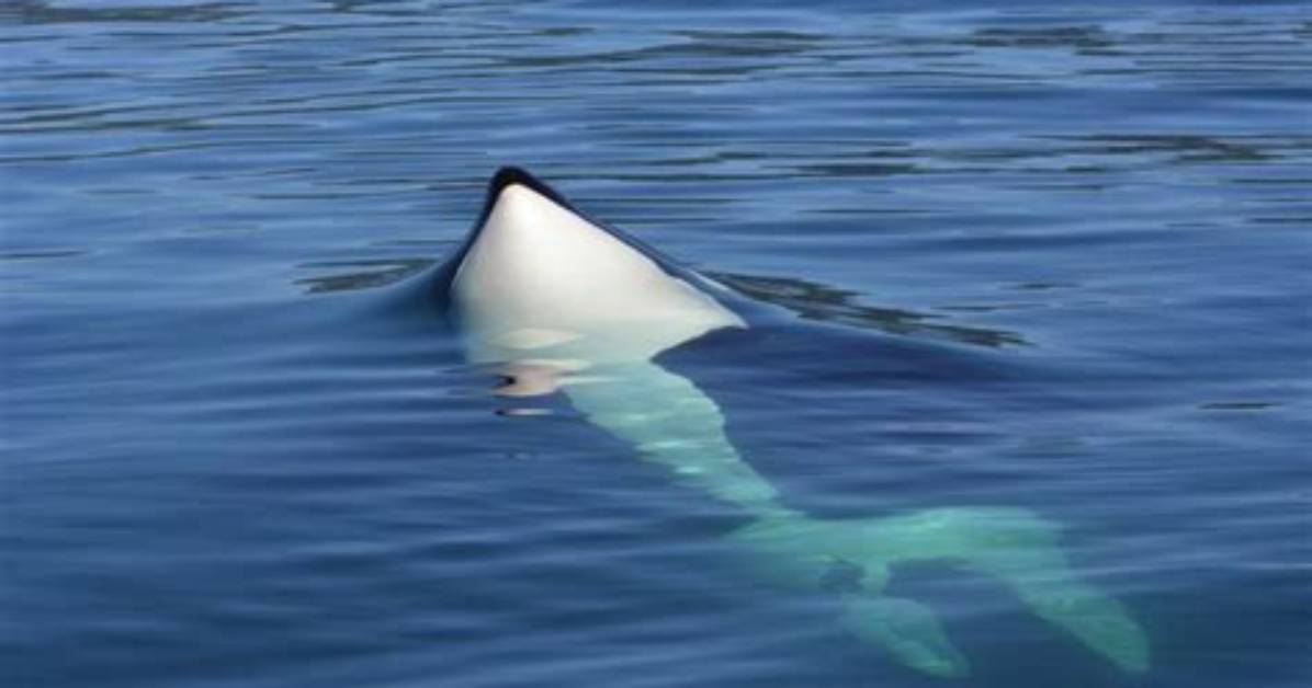 How Do Orcas Sleep Without Drowning?