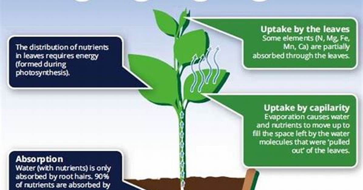 How Do Plants Absorb Nutrients