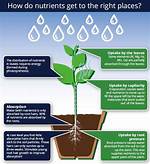 How Do Plants Absorb Nutrients
