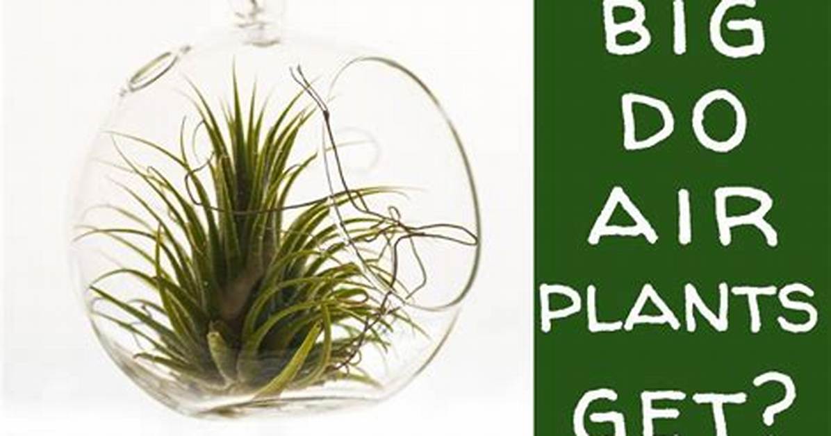 How Do Plants Get Air