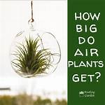 How Do Plants Get Air