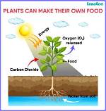 How Do Plants Make Carbohydrates