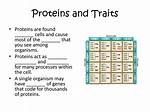 How Do Proteins Determine Traits
