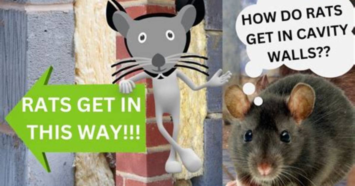 How Do Rats Get into Cavity Walls?