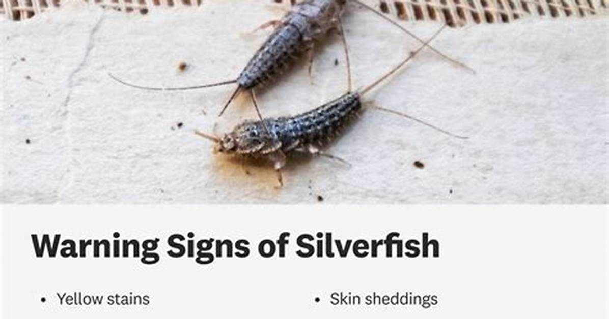 How Do Silverfish Appear out of Nowhere?