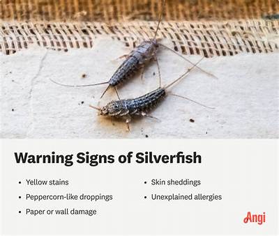 How Do Silverfish Appear out of Nowhere?