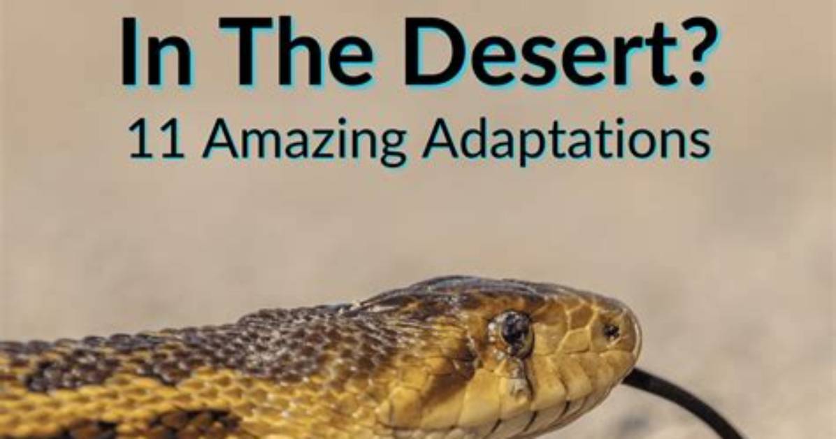 How Do Snakes Adapt to the Desert