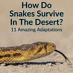 How Do Snakes Adapt to the Desert