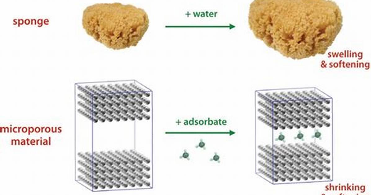 How Do Sponges Absorb
